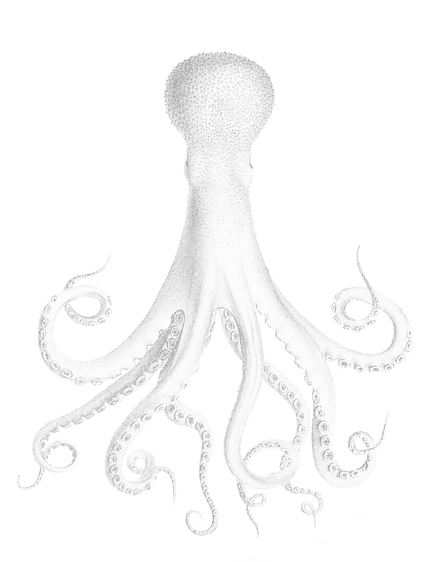 PLACEHOLDER - Illustration of animal bones